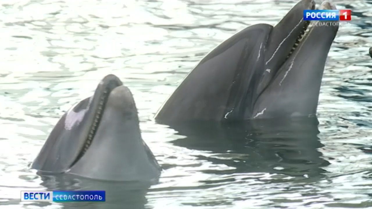 Двух дельфинов из Адлера привезли в Севастополь></div>
<div class=