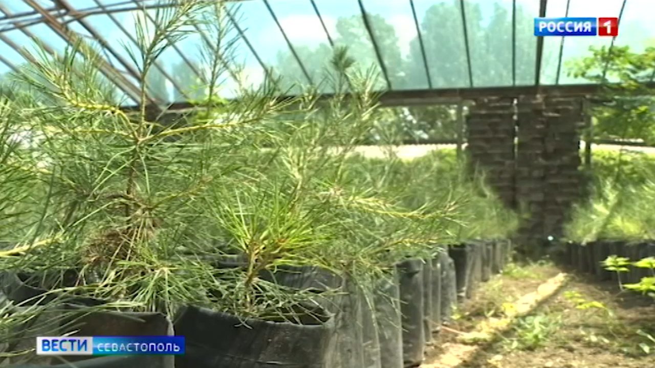 Вдоль восьмого этапа «Тавриды» высадят 70 тысяч краснокнижных деревьев></div>
<div class=