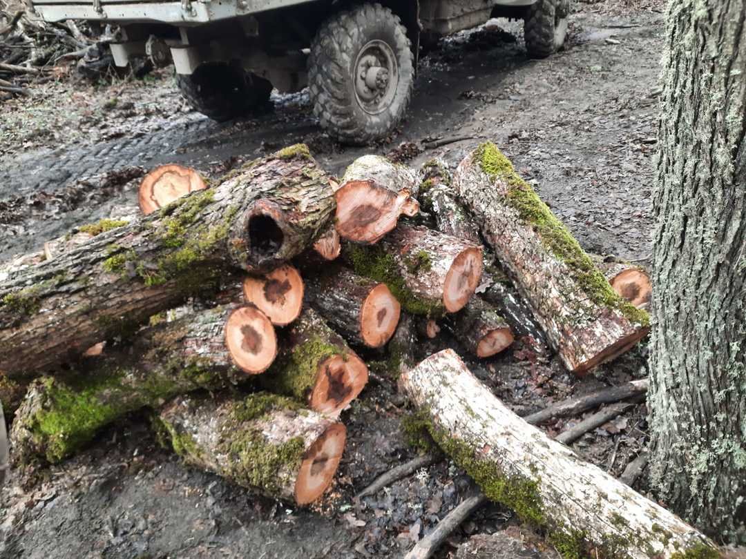 Крымчанин получил условный срок за незаконную вырубку клёна></div>
	<div class=