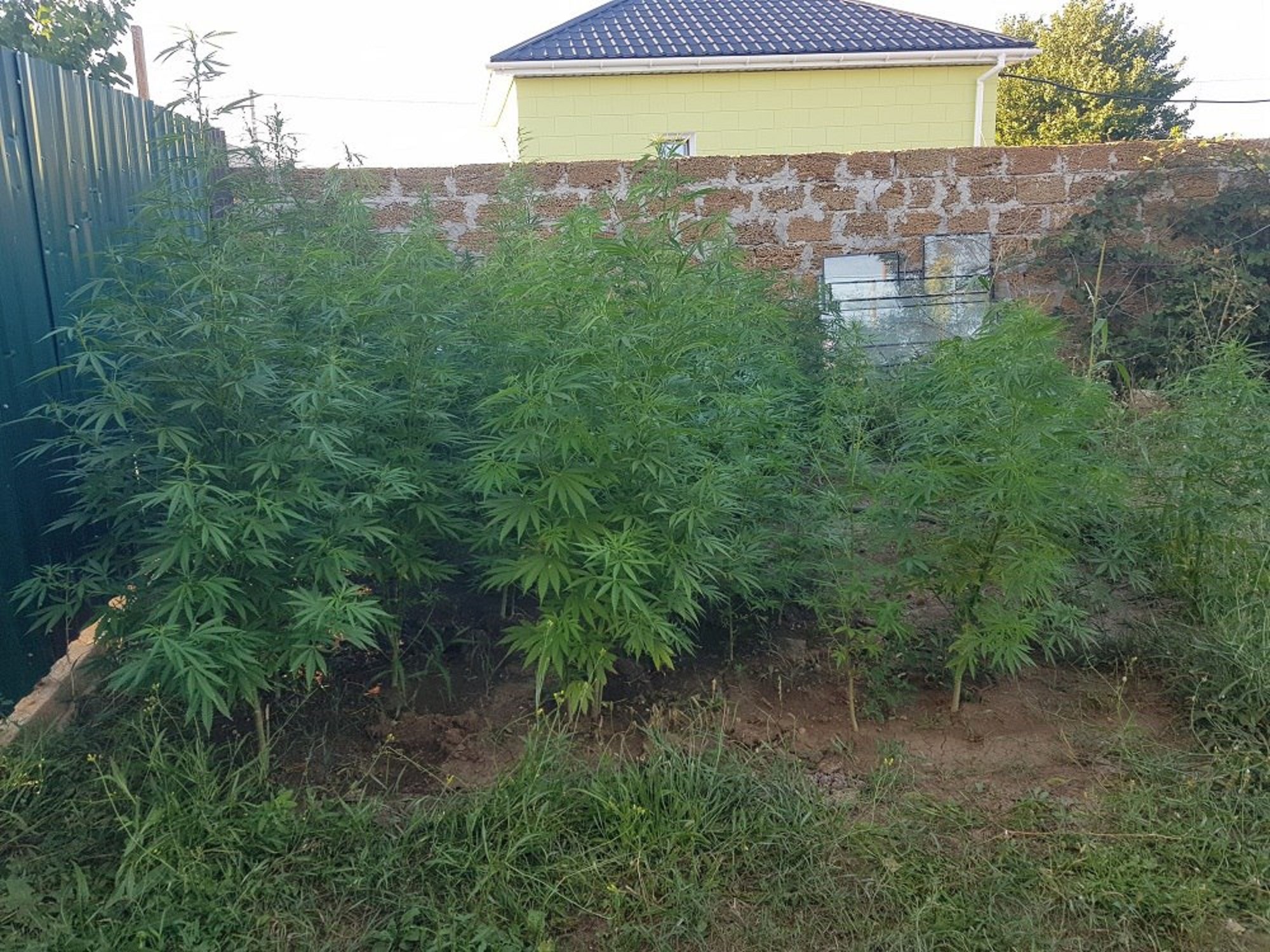 В Крыму задержали мужчин, вырастивших 166 кустов конопли></div>
	<div class=