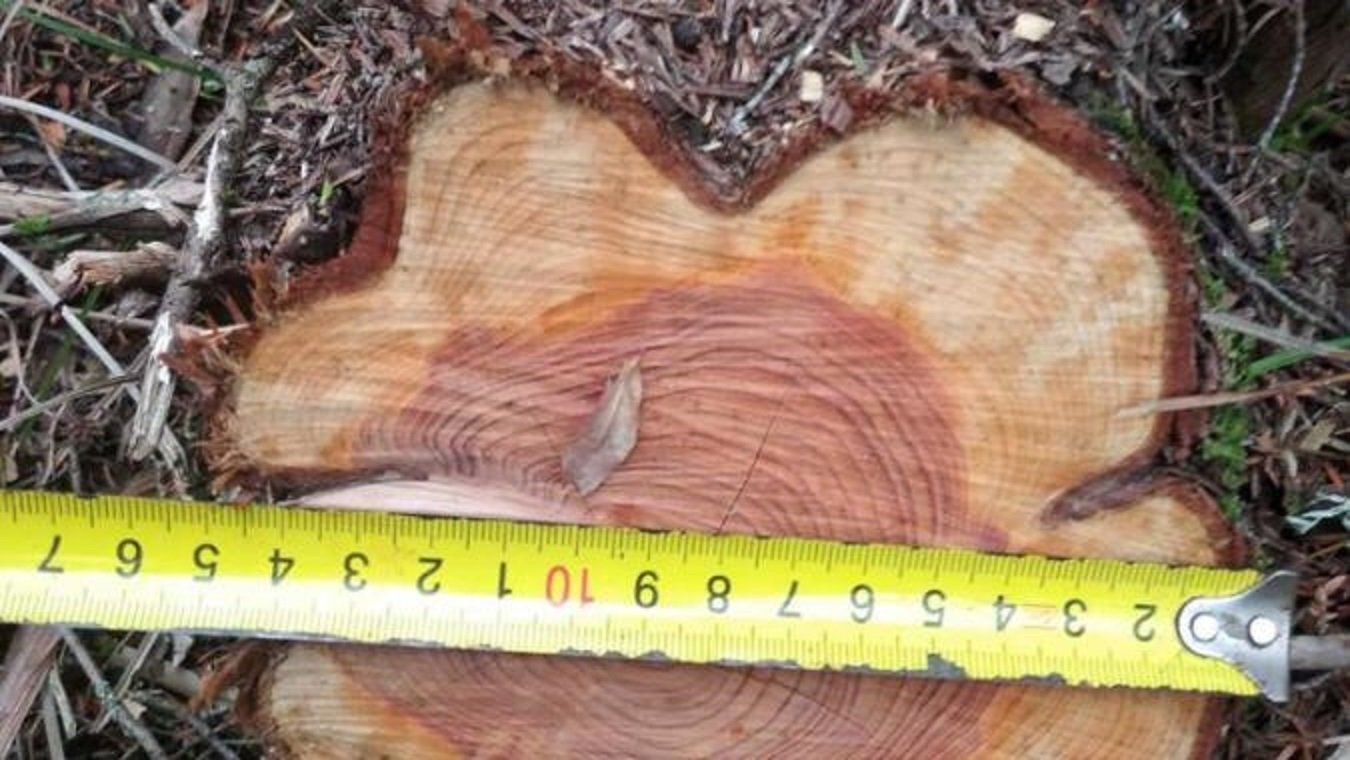 Жители Бахчисарайского района вырубили деревья более чем на 200 тысяч рублей></div>
	<div class=