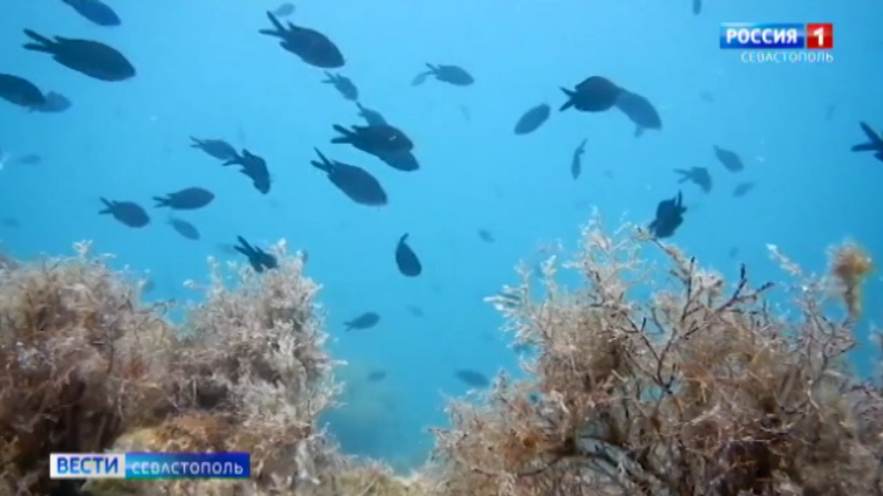 Житель Керчи незаконно выловил в Азовском море рыбу почти на полмиллиона рублей></div>
	<div class=