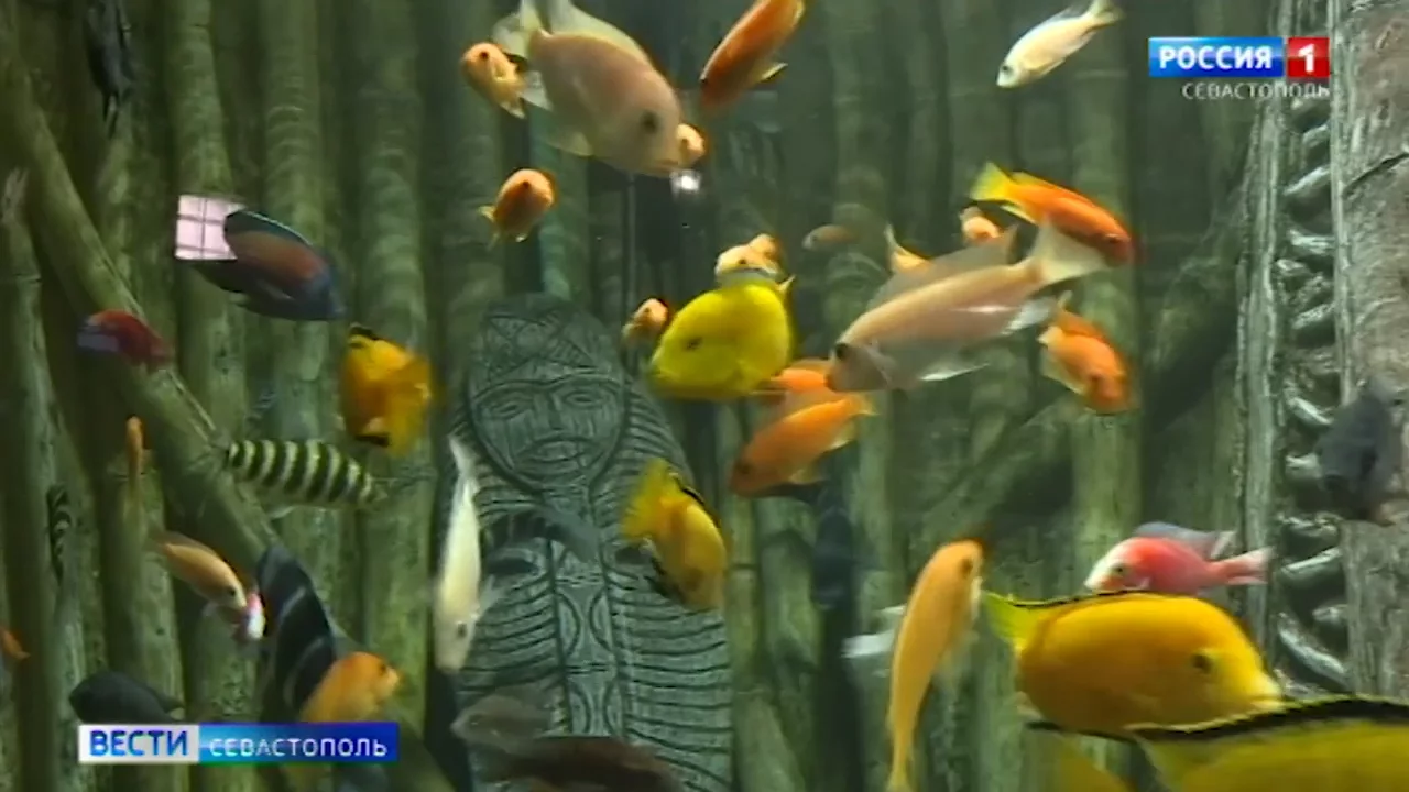 В Севастополе рецидивист украл 62-литровый аквариум и обменял на три литра пива