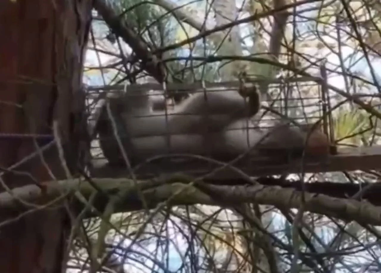 Охотники на белок расставили ловушки в лесах под Севастополем></div>
	<div class=