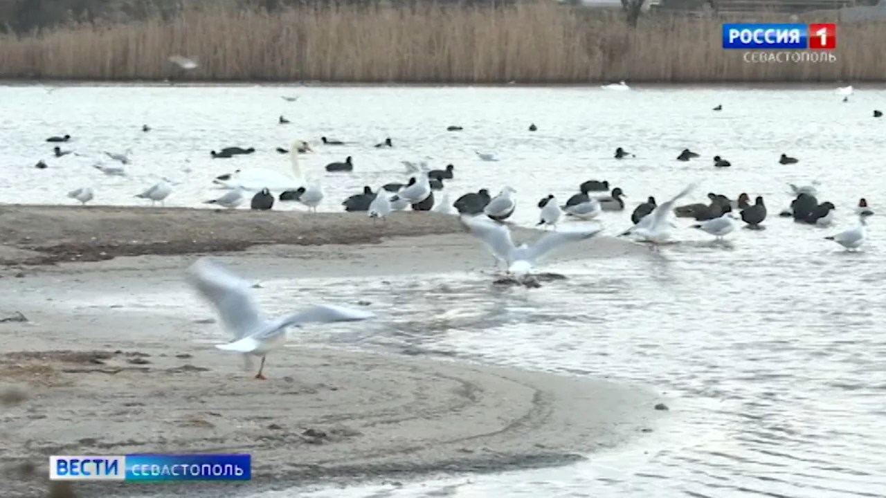 Каких редких птиц можно встретить в Севастополе