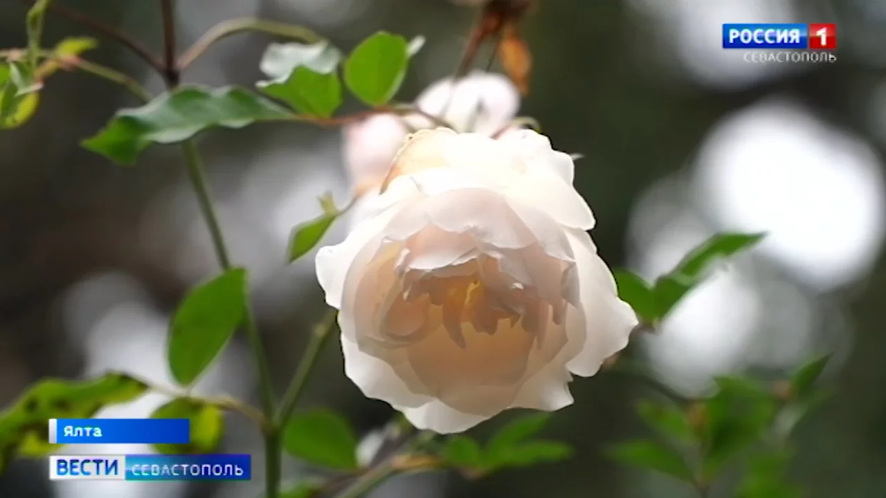 Жители Крыма устроили засаду на похитителя кустов роз
