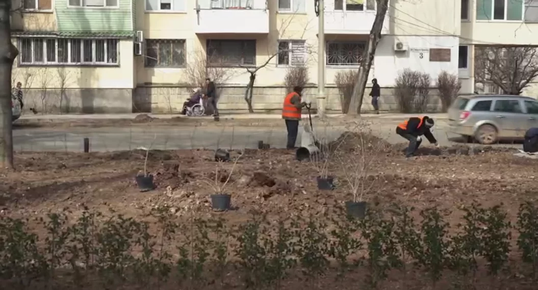 Пять тысяч кустарников высадят на шести улицах Севастополя