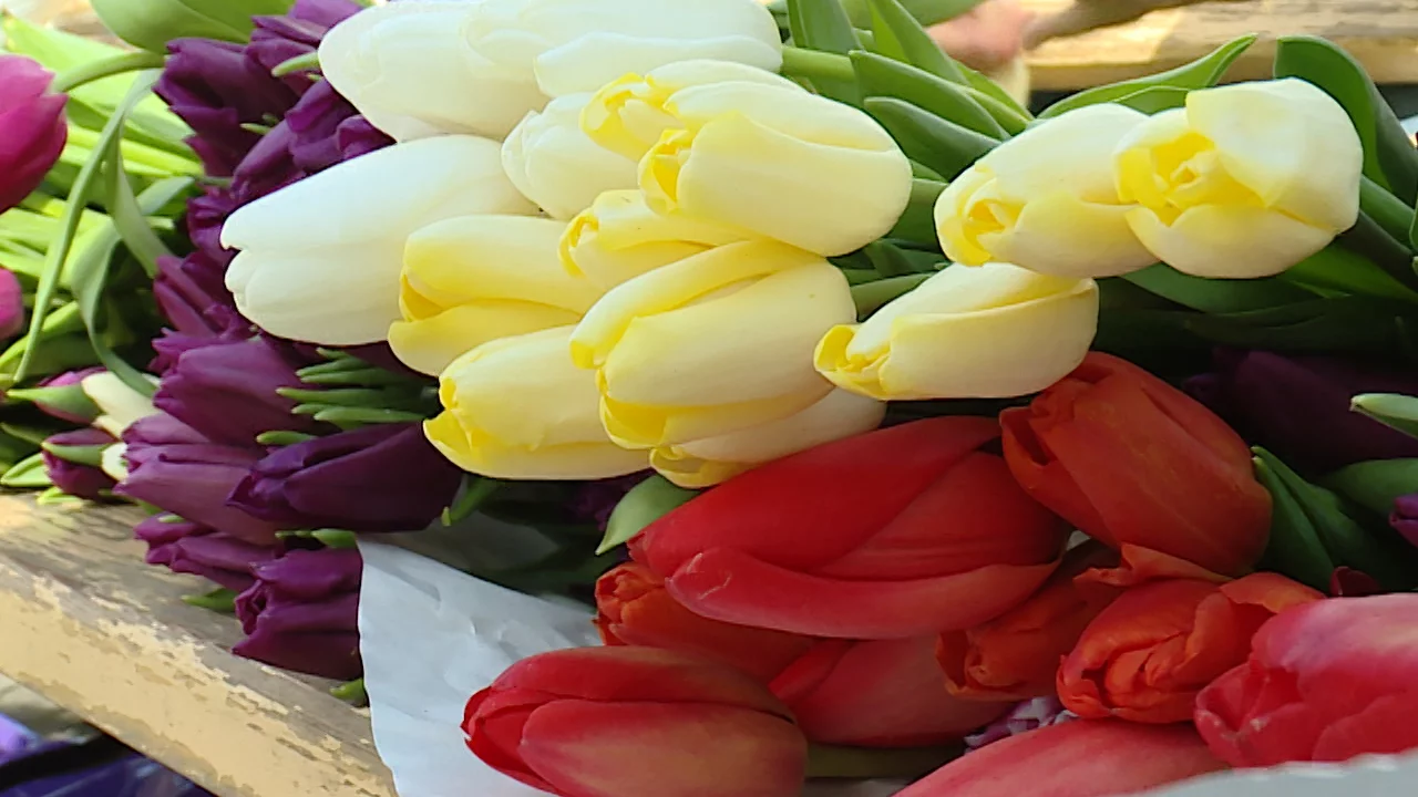 Десятки волонтёров дарили тюльпаны жительницам Севастополя