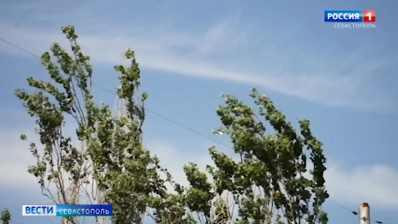 В Севастополе в парке Победы не будут вырубать деревья ради ларьков