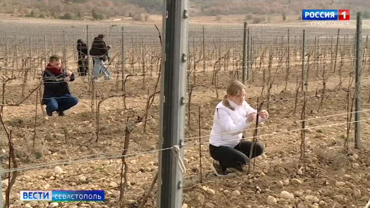 Студенты кафедры виноделия СевГУ отправились в поля помогать виноградарям