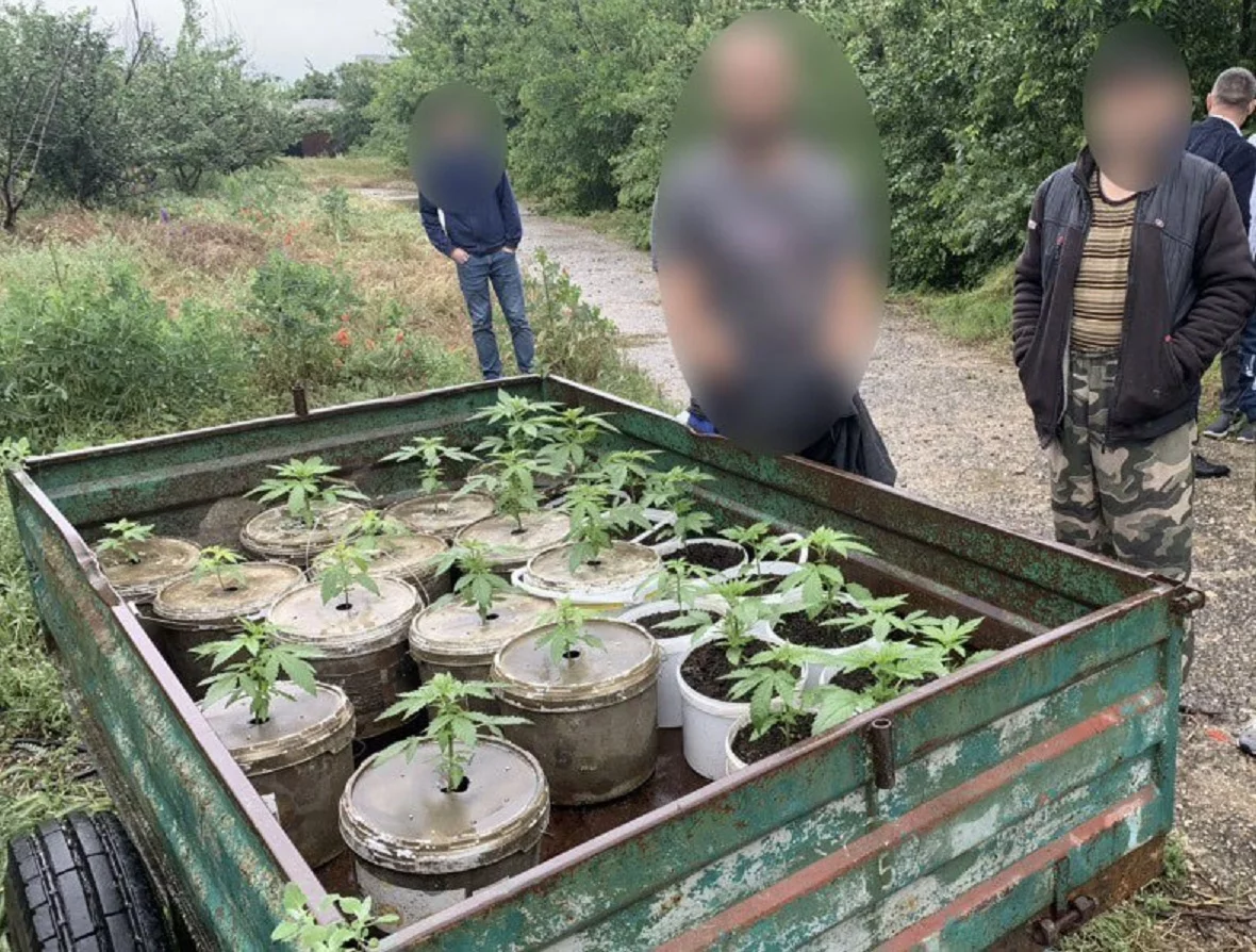 На складе в Джанкое полицейские нашли 24 куста конопли></div>
	<div class=