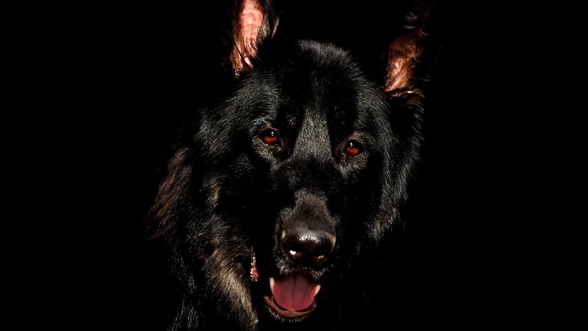 Житель Крыма ответил перед судом за убийство собаки></div>
	<div class=