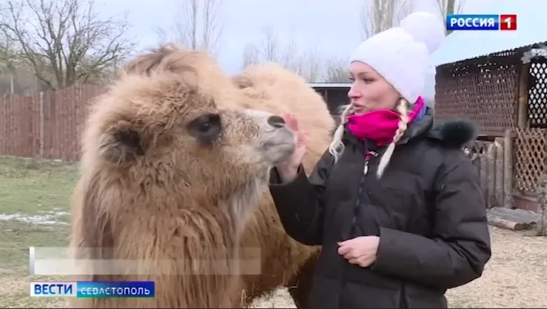 Как на севастопольском ранчо «Сахарная долина» животные переносят холода