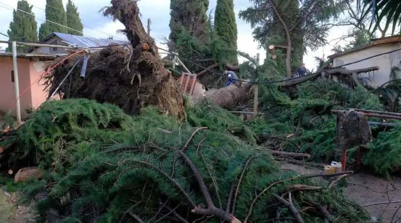 В Ялте рухнул 250-летний кедр из-за ветра