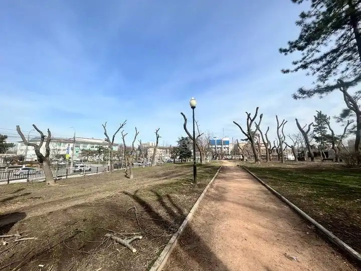 Крымчане бьют тревогу из-за "варварской" обрезки деревьев