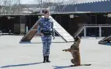 Единый центр кавалерии и кинологии УМВД России по городу Севастополю