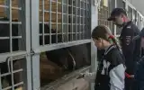 Единый центр кавалерии и кинологии УМВД России по городу Севастополю