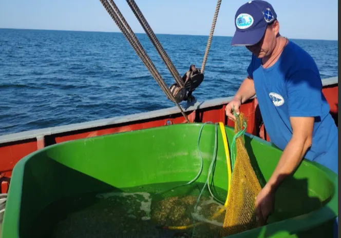 В России растёт спрос на рапан и мидий из Азовского моря></div>
	<div class=