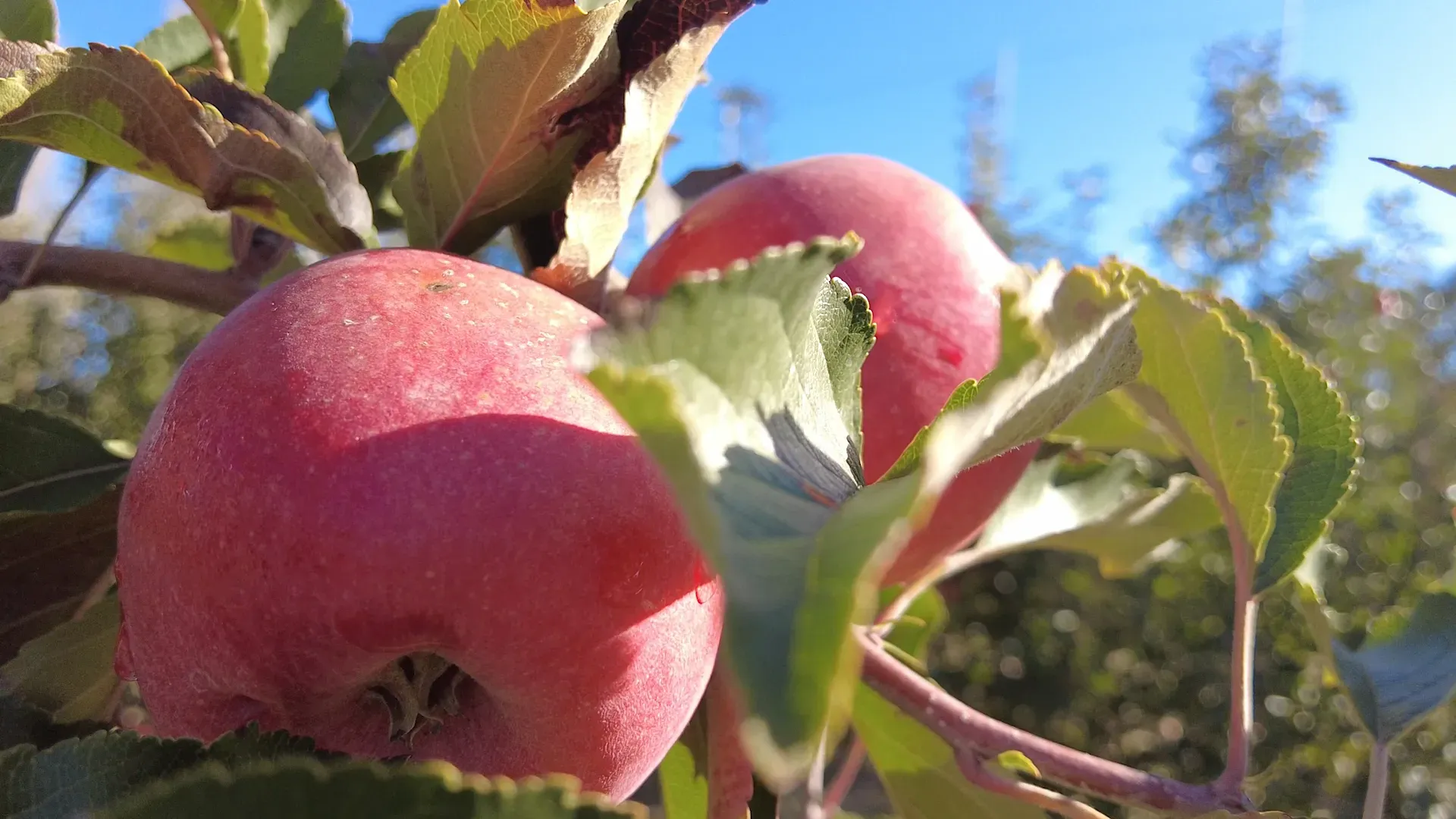 В Севастополе собрали почти 1300 тонн яблок в этом году></div>
	<div class=