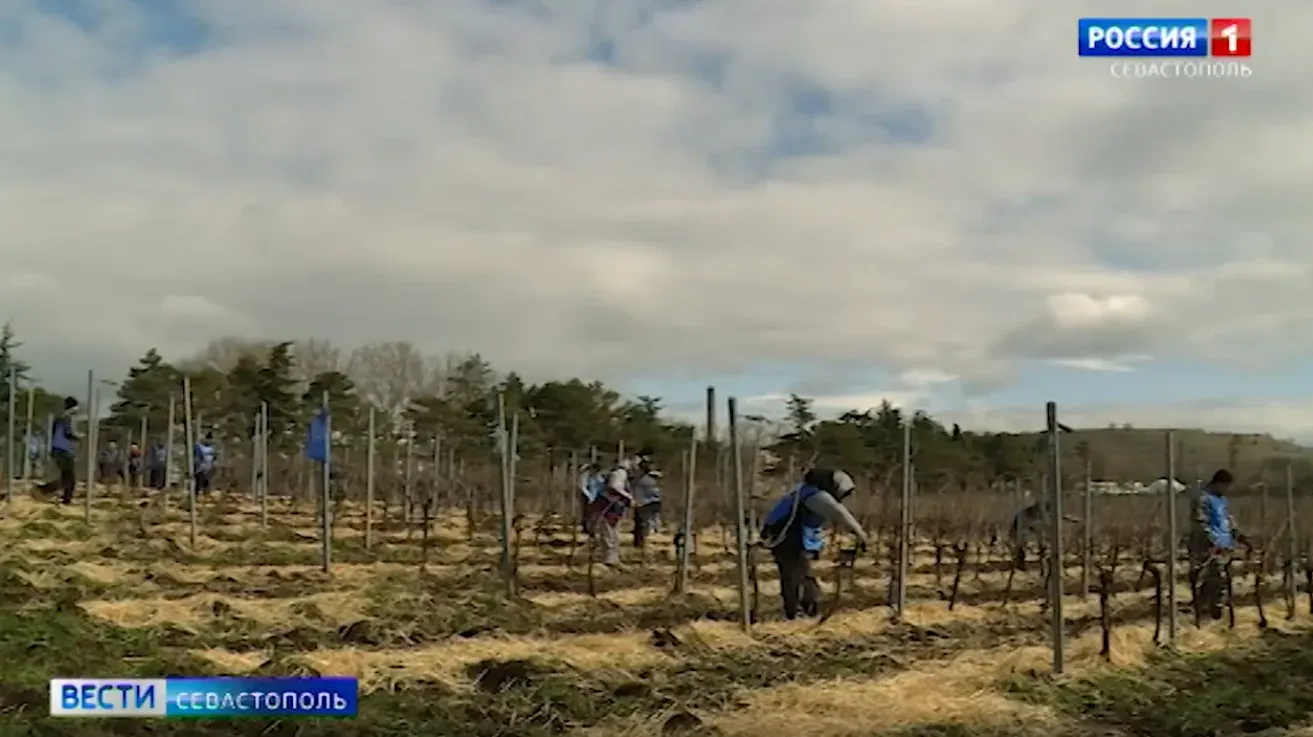 В Балаклаве дали старт первому всероссийскому конкурсу виноградарей «Лоза России»></div>
	<div class=