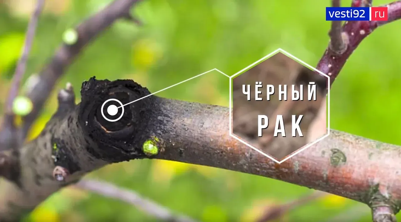 Правила весенней обработки деревьев в саду: советы агронома и эколога