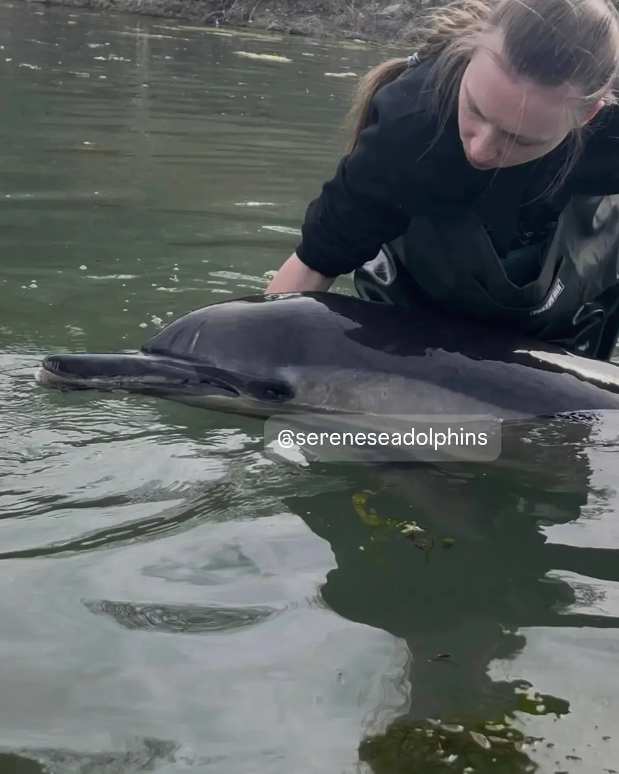 В Севастополе ищут волонтёров для пострадавшего дельфина></div>
	<div class=