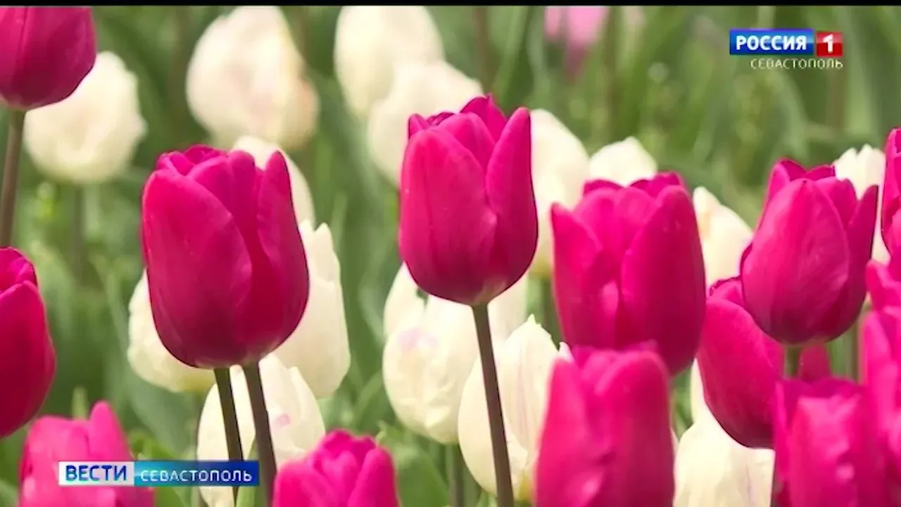 В Севастополе высадили больше 300 тысяч тюльпанов></div>
	<div class=