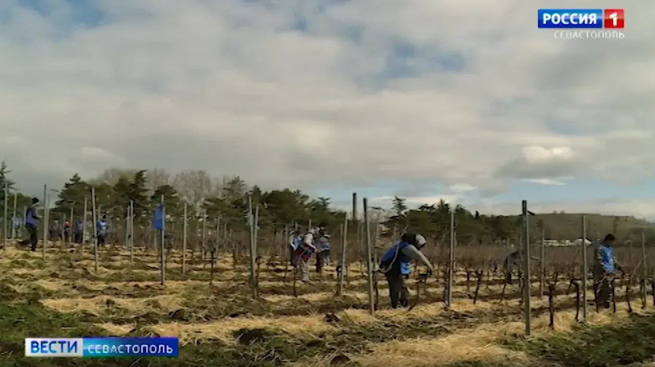 Виноградари Севастополя могут получить до 80% компенсации затрат></div>
	<div class=