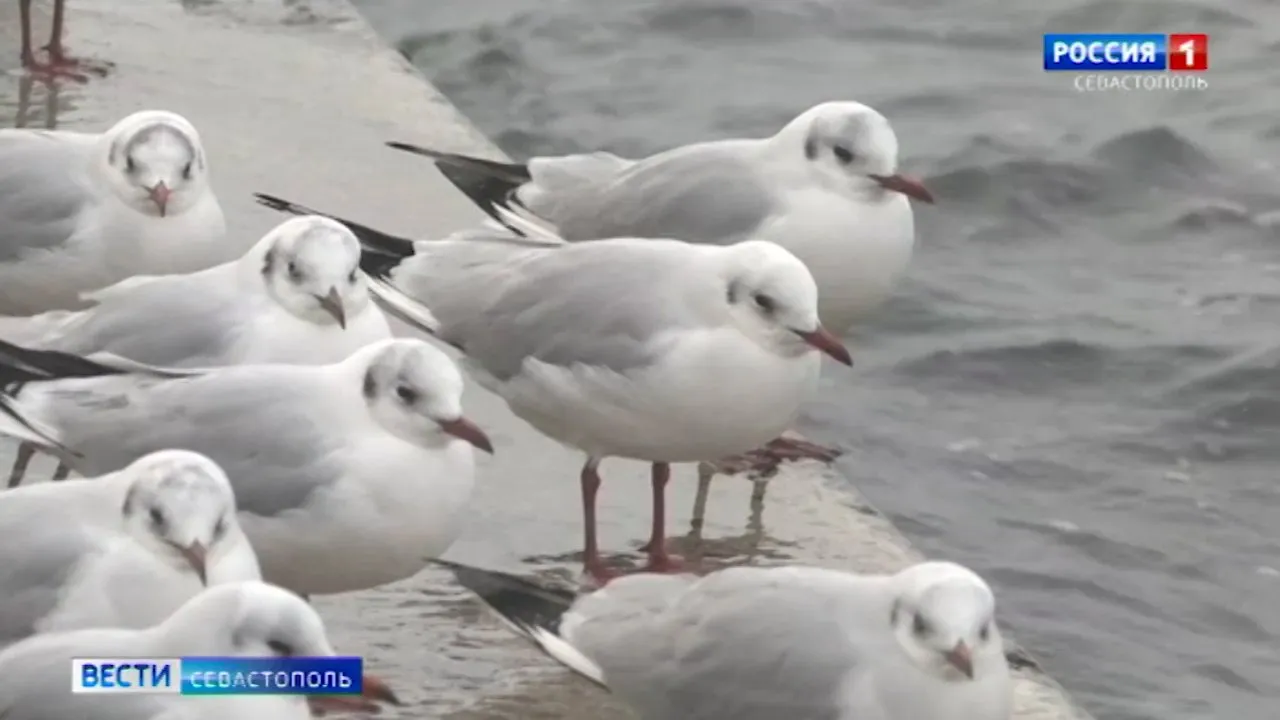 На Севастополь надвигаются сильные ветра></div>
	<div class=