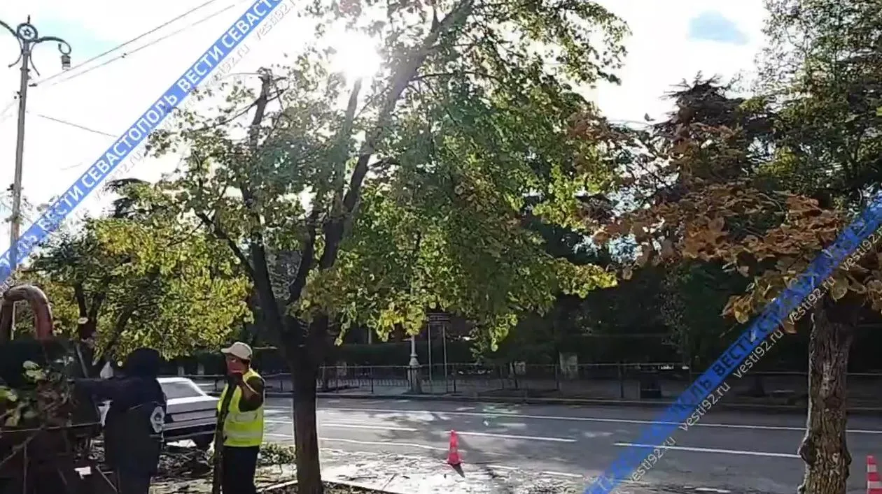 В Севастополе обрезают деревья у линий электропередач для предотвращения аварий></div>
<div class=